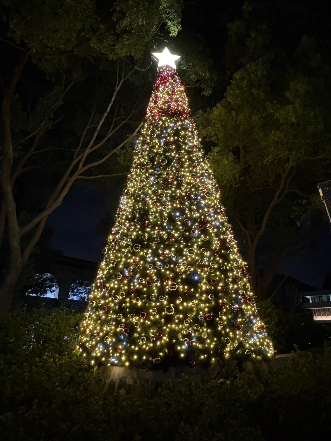 校園聖誕樹象徵希望與祝福，在中原 70 週年點亮冬季儀式感。